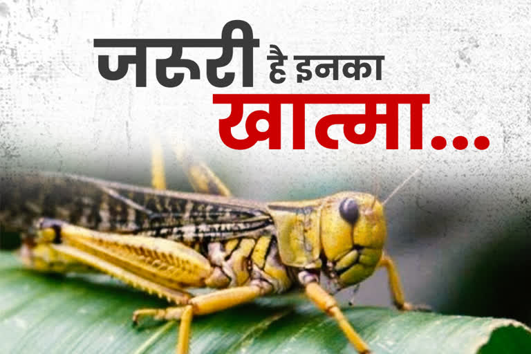 sikar locust attack,  सीकर में टिड्डी दल का हमला