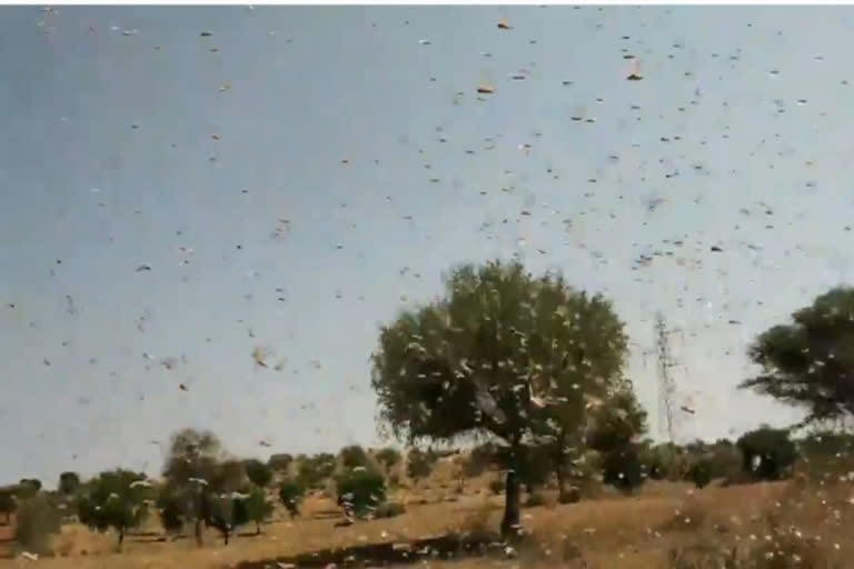 locusts Helicopters helicopter to be used to control locusts Narendra Tomar Kailash Choudhary control locusts in Rajasthan ജയ്‌പൂർ രാജസ്ഥാൻ വെട്ടുകിളി ഹെലികോപ്റ്റർ