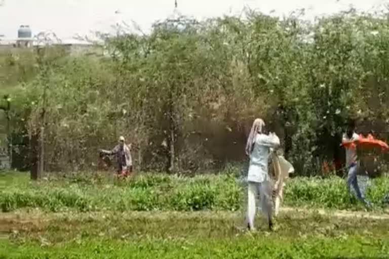 Locust party reached Hasanpur village of Palwal