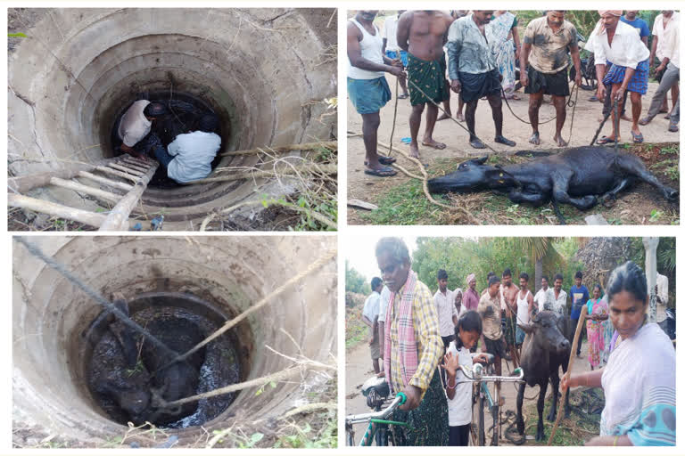 locals  rescued  when The buffalo fell into the well at narsimhapuram in krishna district