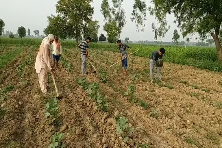 effect on farmer of diesel price hike in jind