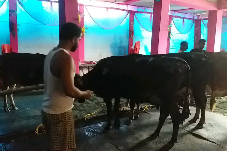 गौशाला में लगी आग