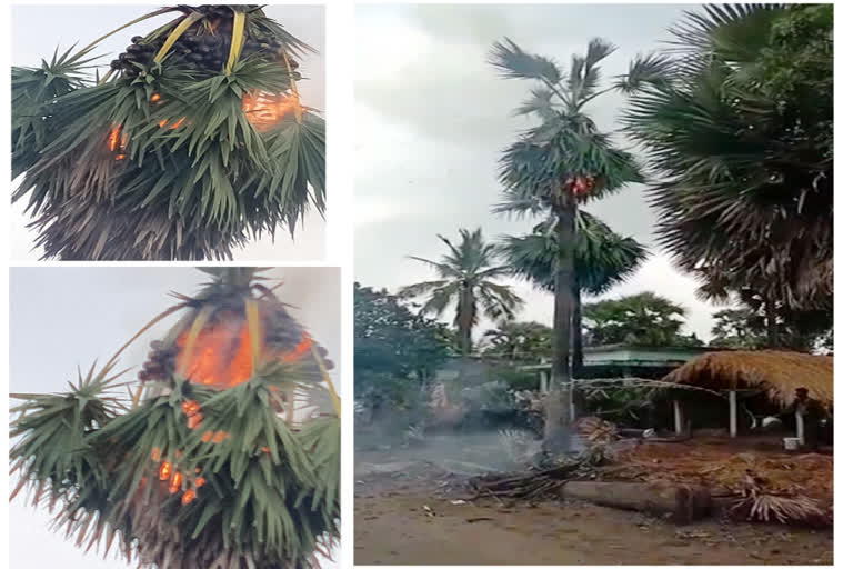 Thunderbolt on  tree at Dindi in krishna district