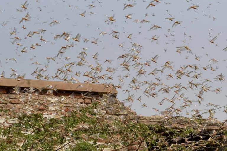 nuh locust attack