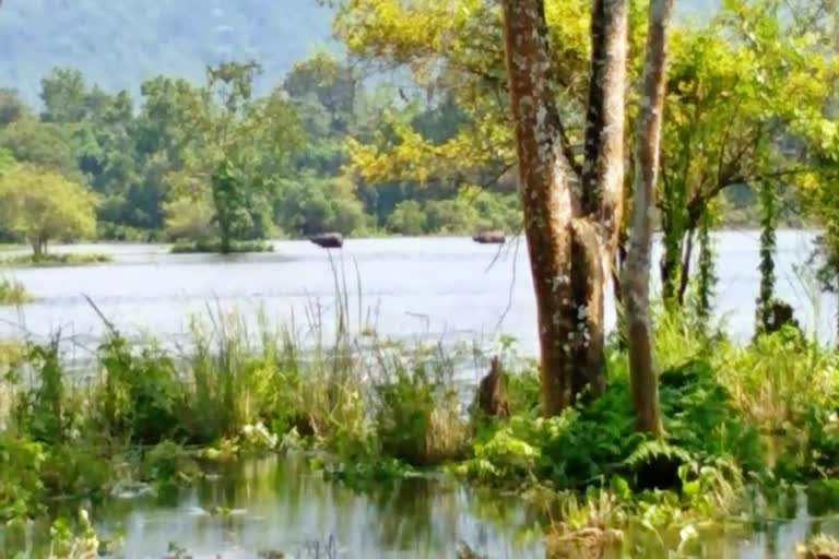 Kaziranga national park effected by flood kaliabar nagaon assam etv bharat news