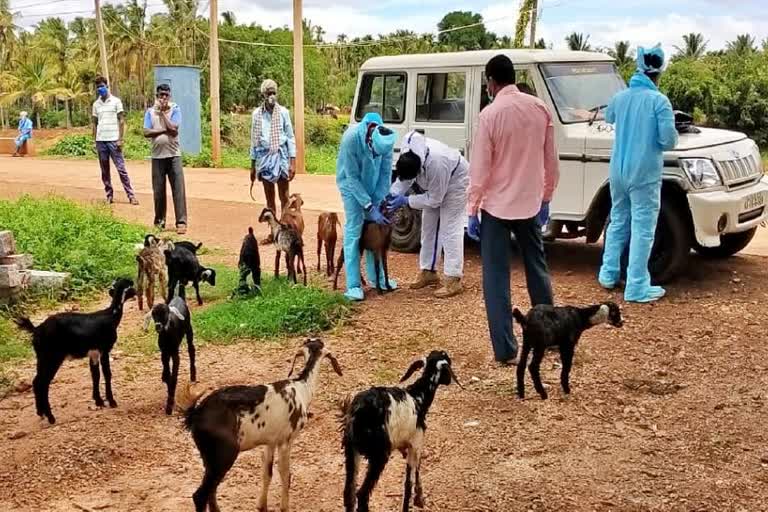 health officers collected throat swab sample of sheep