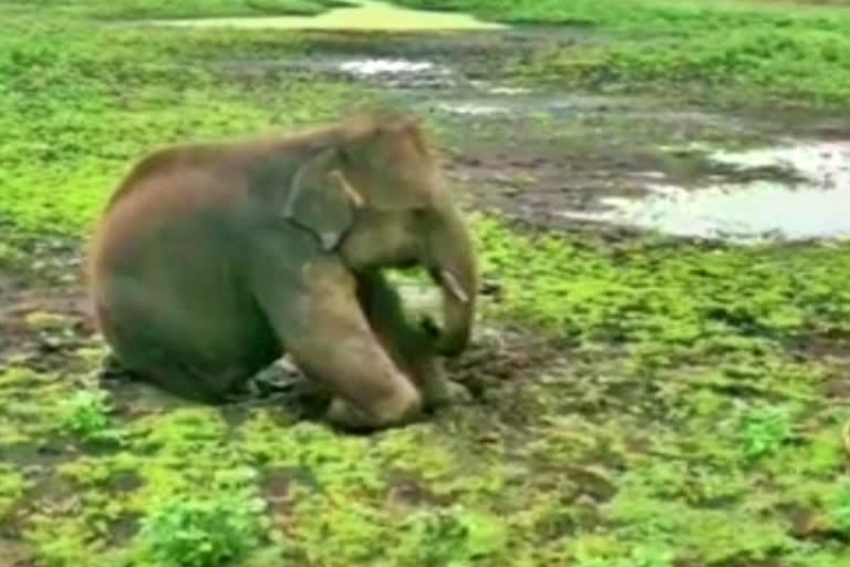 Kamlapur Elephant camp