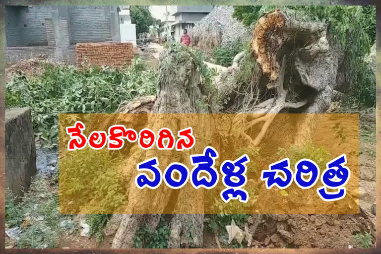 The hundred-year-old tree collapsed at dharmavaram in prathipadu, east godavari district