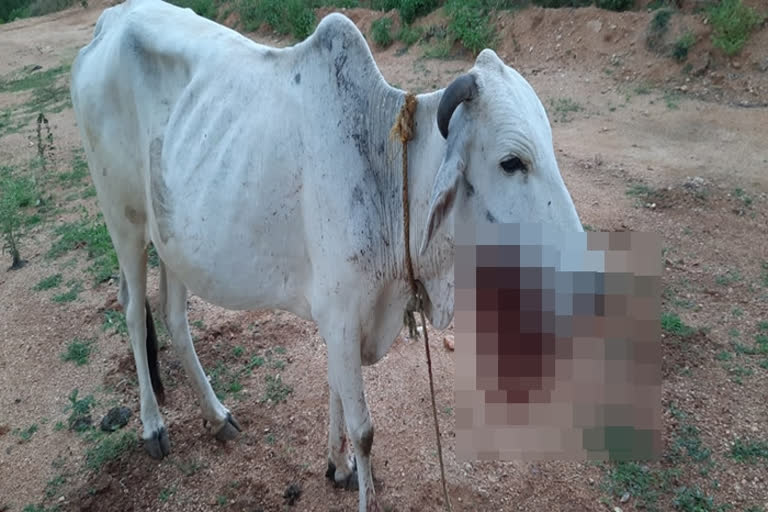 Cow bites crude bomb Chittor cow assault animal abuse Panjani cow attack நாட்டு வெடிகுண்டை கடித்த மாடு சித்தூர் மாடு தாக்குதல் பசு மீது தாக்குதல்