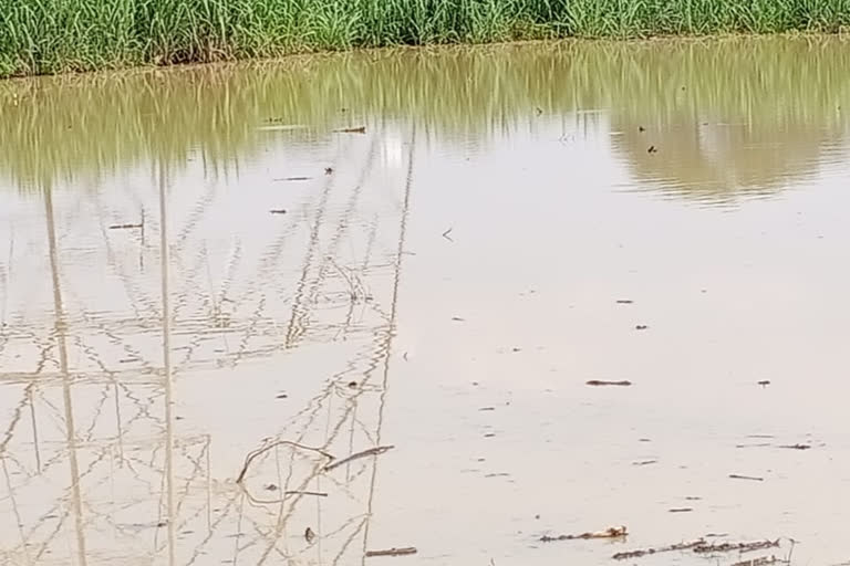 Due to incomplete canal construction in Chaurai water is filling in the fields crops are getting spoiled in chhindwara