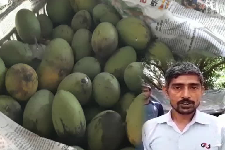 mango contractors facing problem as mango sale stopped in ghaziabad