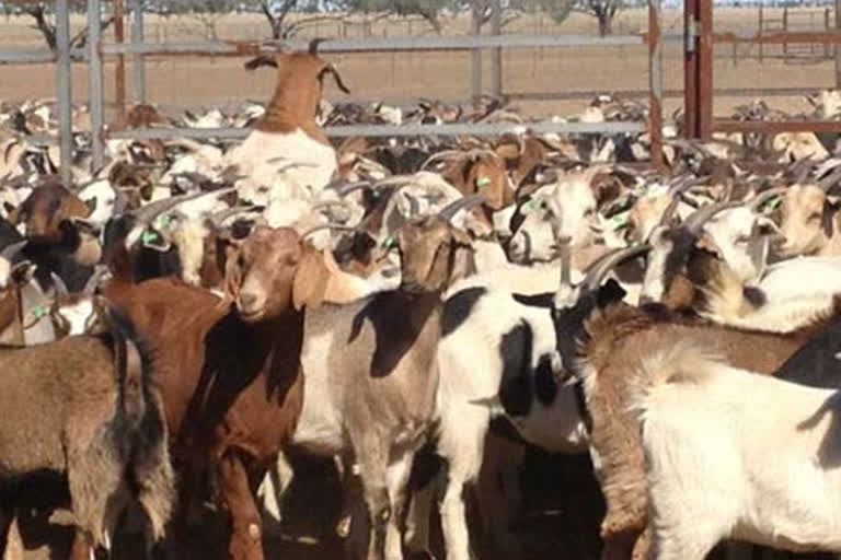 Goats and sheep quarantined