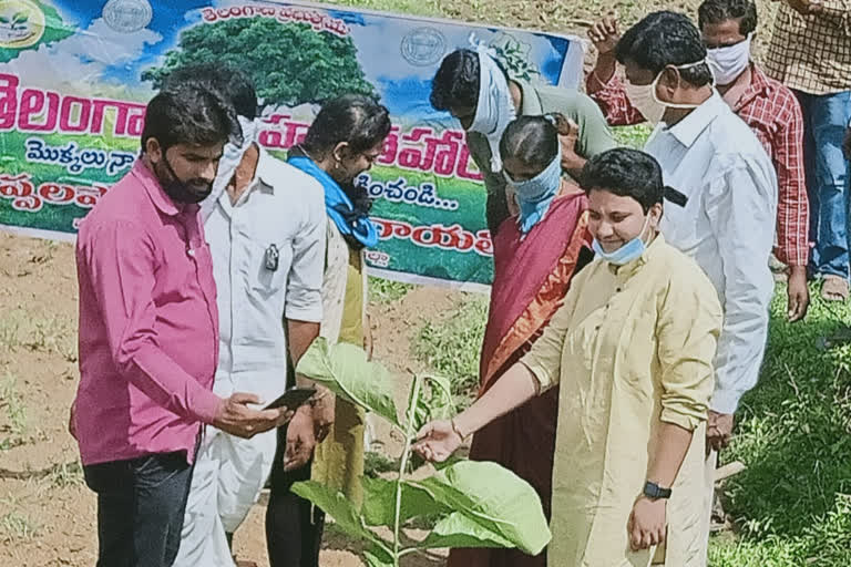 mahaboobabad zp chairmen bindhu participated in haritha haram