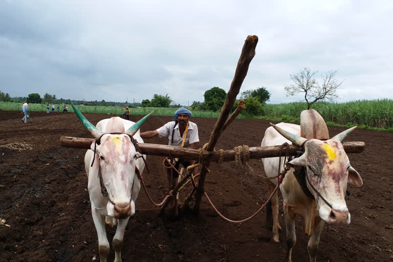 ಚಿಕ್ಕೋಡಿ