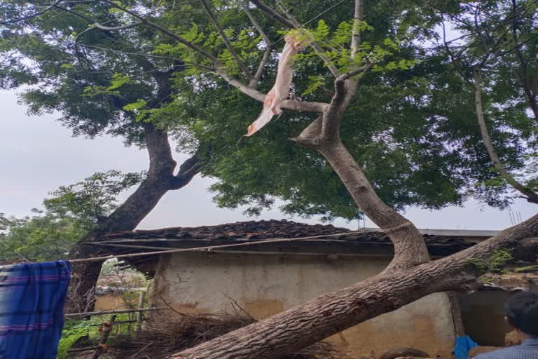 Dead body found hanging on tree