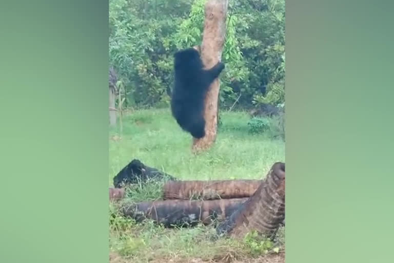 bear-climbed-the-tree-food-at-vajrapukotturu-srikakulam-district-andhra-pradesh