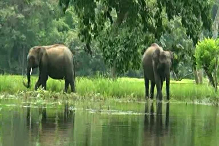 কাজিৰঙা ৰাষ্ট্ৰীয় উদ‍্যানৰ বানঃ সষ্টম বনৰক্ষী