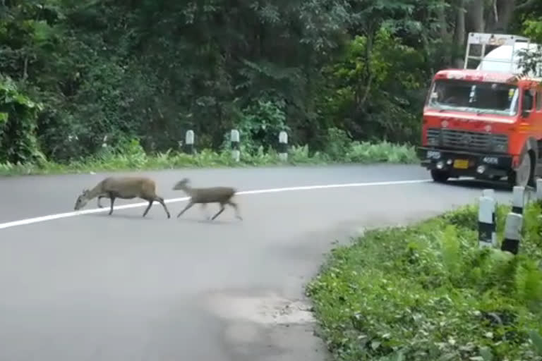 14 animals including a one-horned rhinoceros dead in Kaziranga National Park