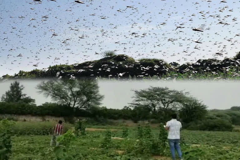 threat of locust in delhi