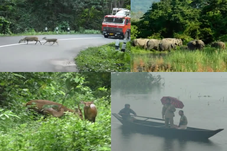 काजीरंगा राष्ट्रीय उद्यान प्रभावित