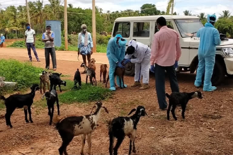 Shepherd tested Corona Positive in Karnataka