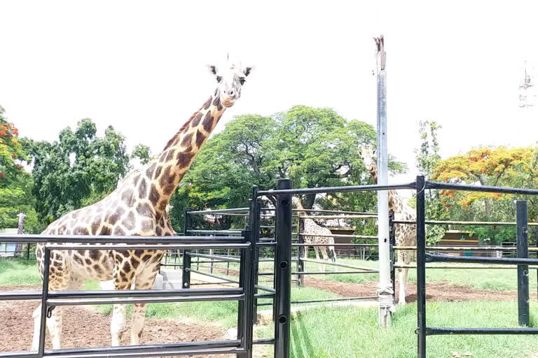 Adoption of animal birds from 9 zoos in the state: Rs 3.47 crore collection