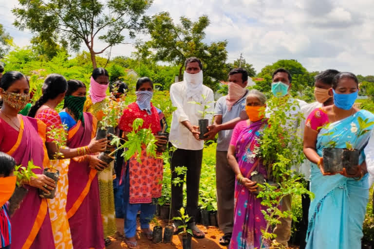 ప్రతి ఇంటికి 6 మొక్కల పంపిణీ కార్యక్రమం