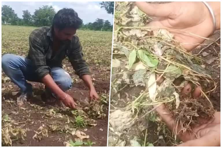 Soybean and tur crops  burnt