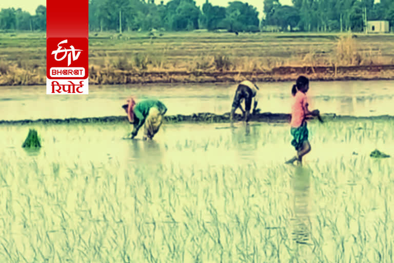 labour migration affects paddy cultivation in haryana