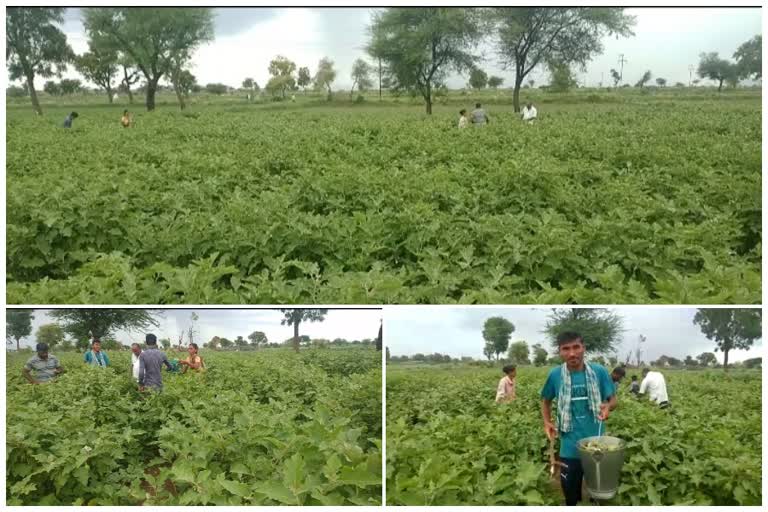 brinjal farming