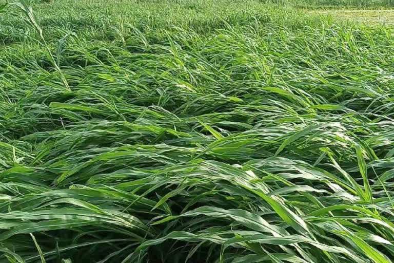 Farmers lost crops due to rain in Paonta Sahib