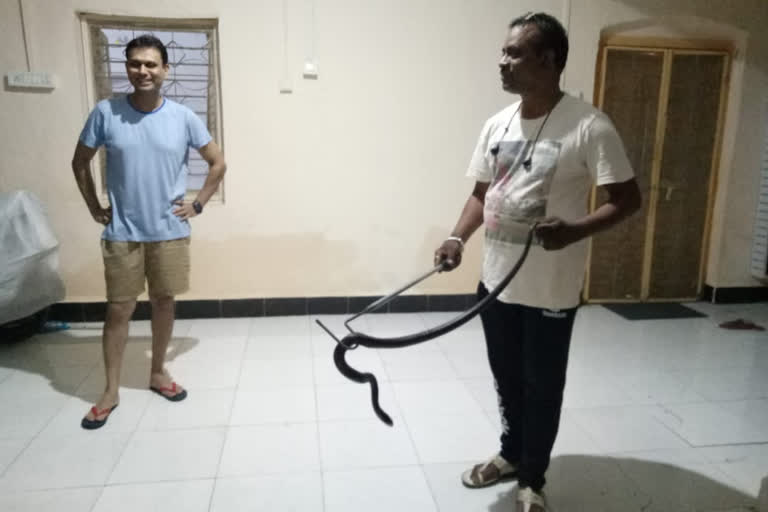 snake found in residence of the Collector and the Upper Superintendent of Police in buldhana