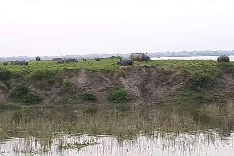 Forest Minister Parimal Suklabaidya Visited Kaziranga Flood Area