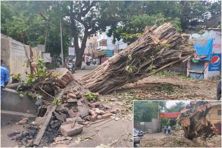 tree fallen on the road at dilshad garden c block