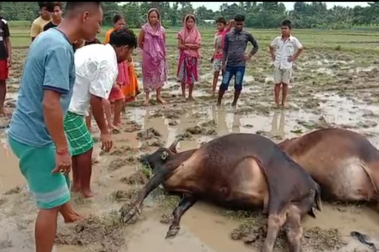 One Student Died for Thunder storm at Kokrajhar