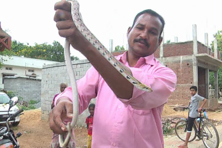 Snake Ramesh