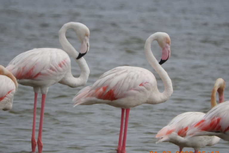 greater flamingo bird arrival in gondia