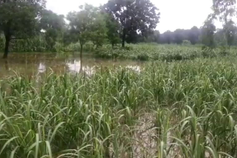 Farmers happy with rain