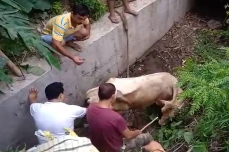 People took out the cow that fell in the drain