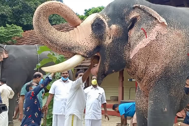 Kerala elephant