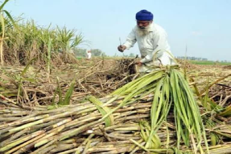 punjab government releases Rs 100 crore for sugarcane farmers