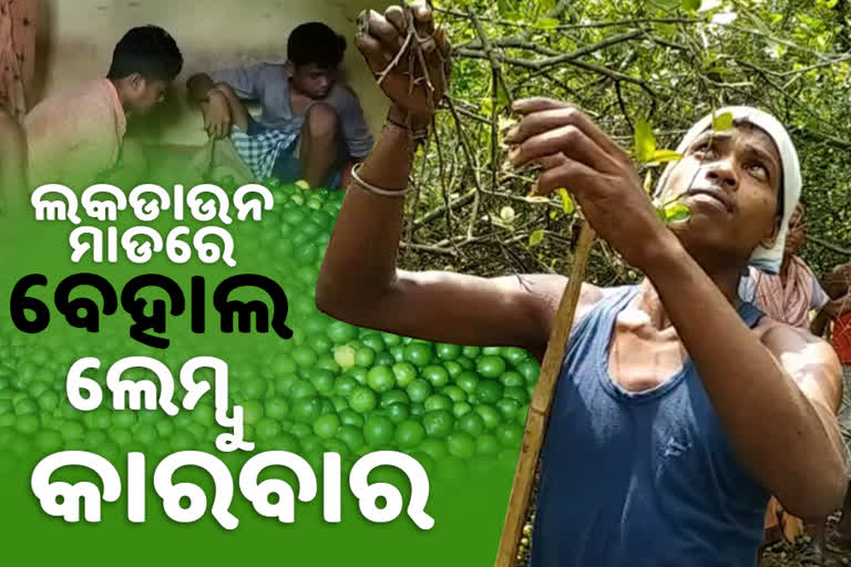 lockdown effect in angul, lockdown in angul, lemon farmer in angul, lemon business, lemon business amid lockdown, angul latest news, ଅନୁଗୋଳରେ ଲକଡାଉନ ପ୍ରଭାବ, ଅନୁଗୋଳରେ ଲକଡାଉନ, ଅନୁଗୋଳର ଲେମ୍ବୁ ଚାଷୀ, ଲେମ୍ବୁ ଚାଷ, ଲେମ୍ବୁ ବ୍ୟବସାୟ, ଲକଡାଉନରେ ଲେମ୍ବୁ ବ୍ୟବସାୟ, ଅନୁଗୋଳ ଲାଟେଷ୍ଟ ନ୍ୟୁଜ୍‌