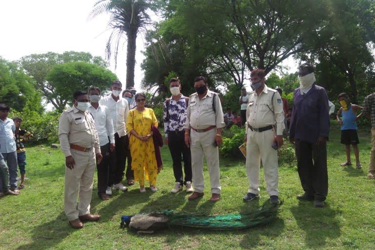 National bird's peacock suspected death