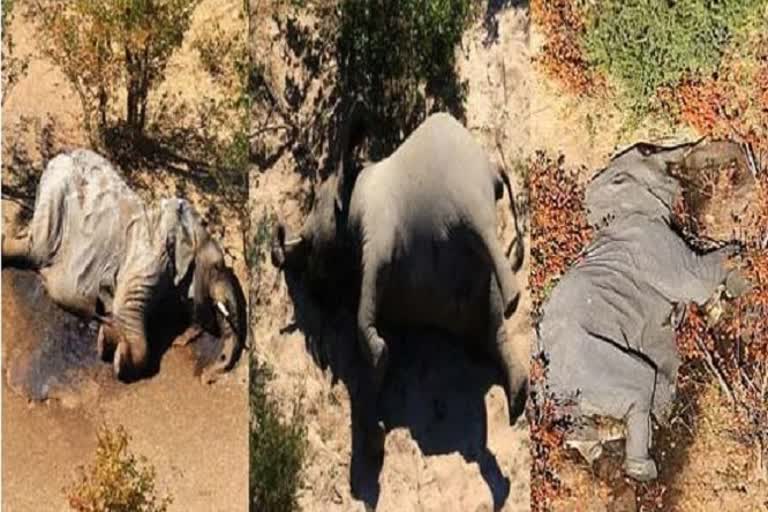 350 elephants died in two months in africa forests