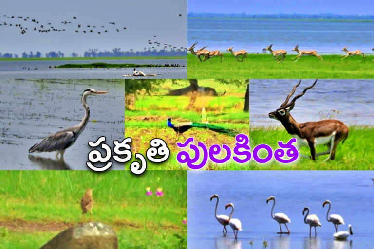 special story on beauty of nature in nizamabad