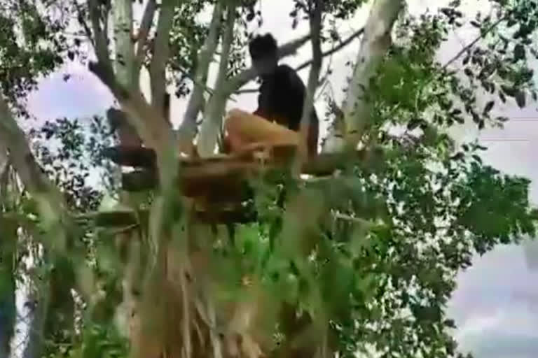 youngster quarantined himself on tree