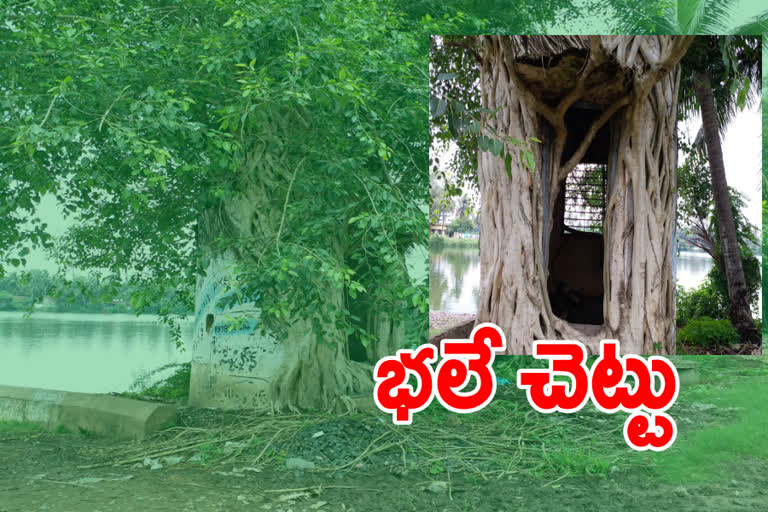 tree over the  Pump house at Narendrapuram, east godavari district