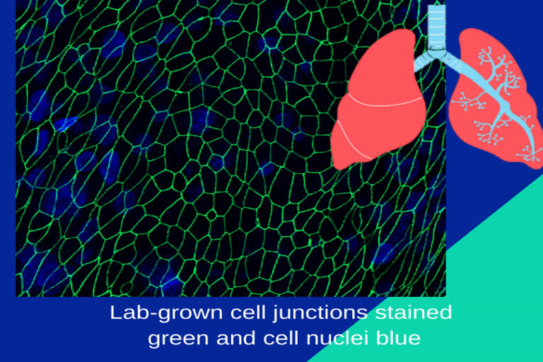 CSIRO, Australia’s national science agency on lab grown lung,lab grown lungs on respiratory virus, CSIRO