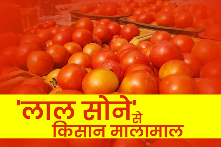 टमाटर पर विशेष स्टोरी