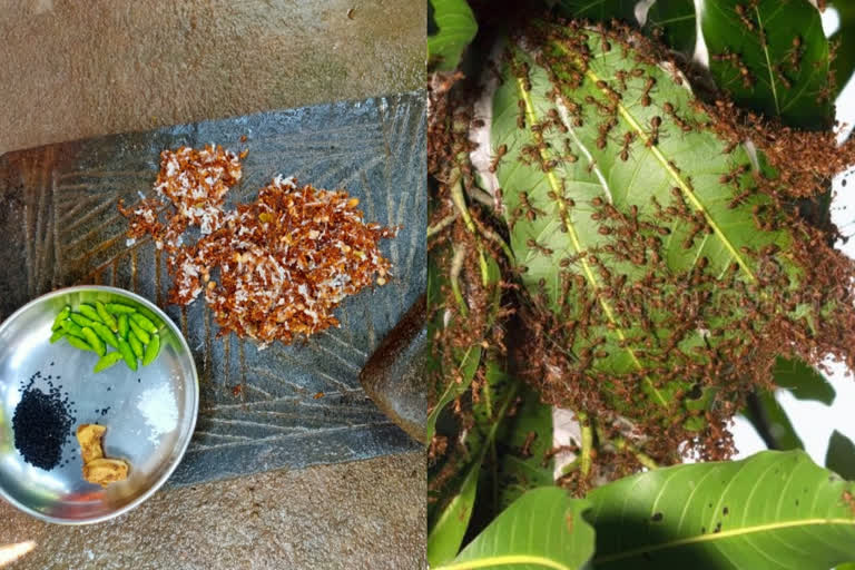 Odisha tribals eat black wild ants for cold disease, claim it as medicine against coronavirus